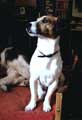 Chien Jack Russell Vegas en photo pour la réalisation du portrait canin.